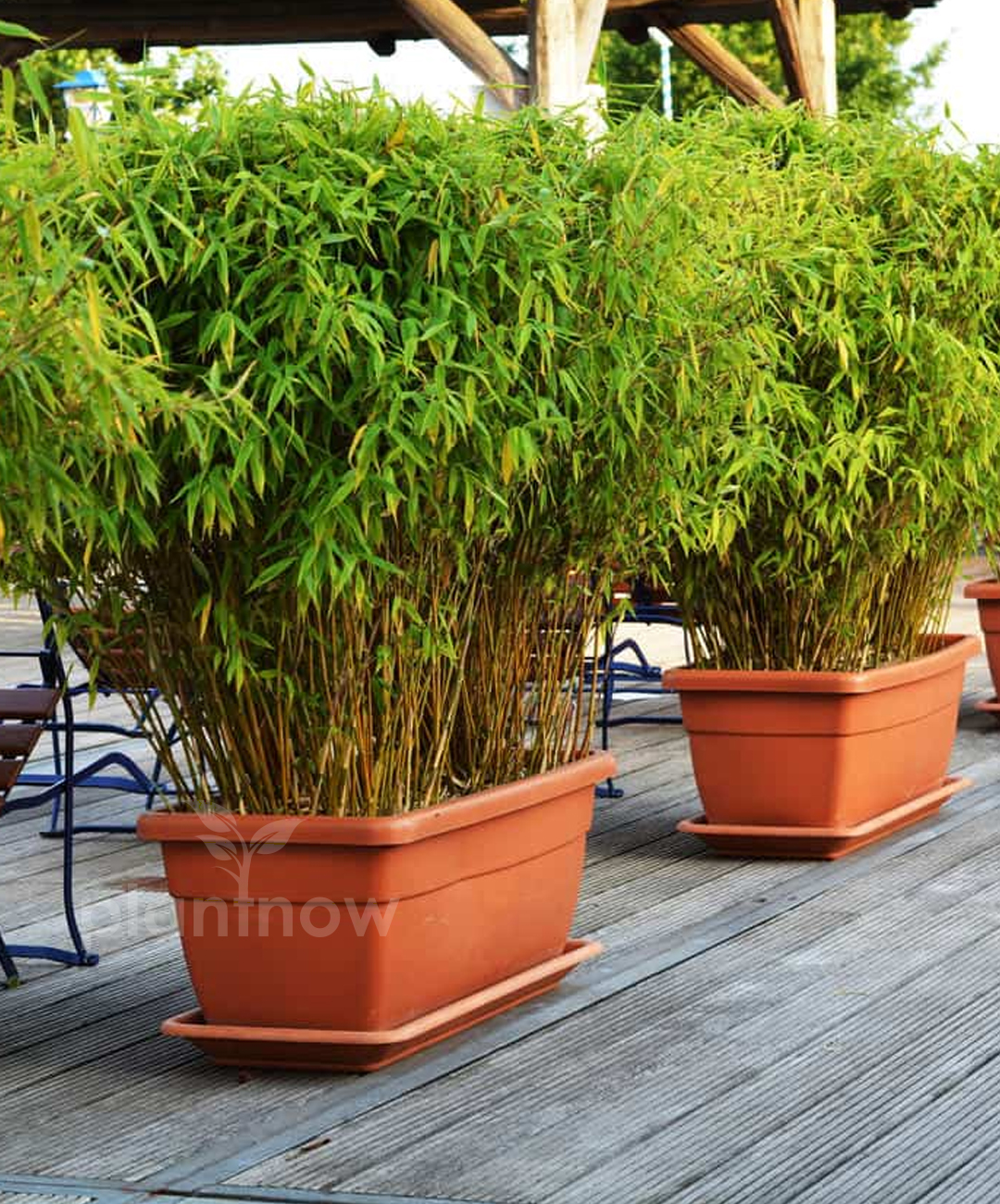 Buy Plants Online in Dubai - Buy Japanese Bamboo Palm Plant